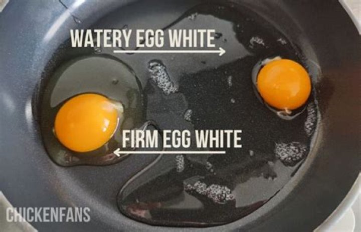 Why American eggs are white?