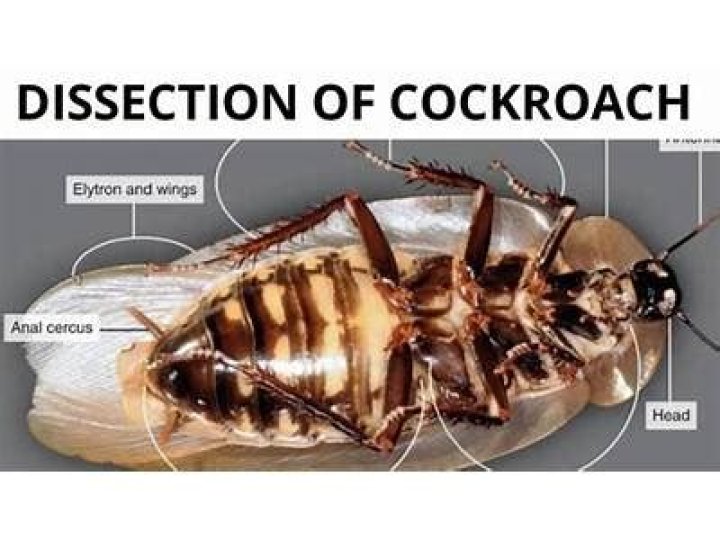 Why are cockroaches white inside?