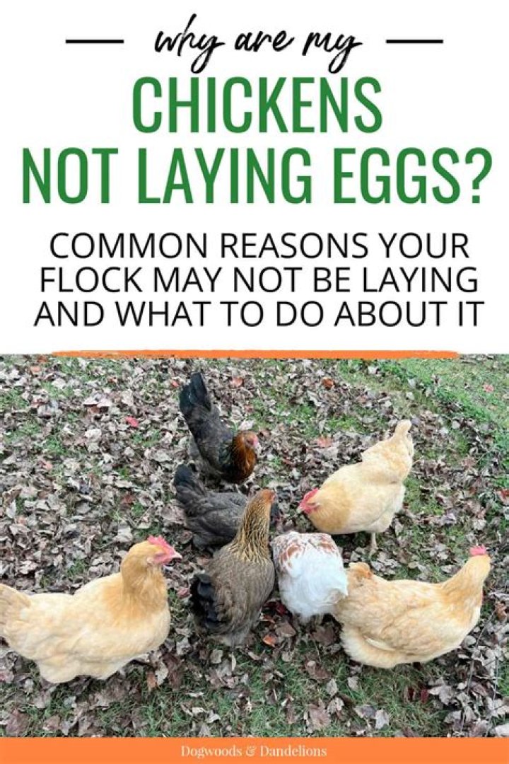 Why are my 8 month old chickens not laying eggs?