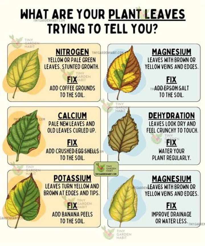 Why are my leaves folding like a taco?