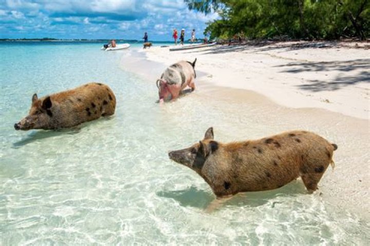 Why are pigs in the Bahamas?