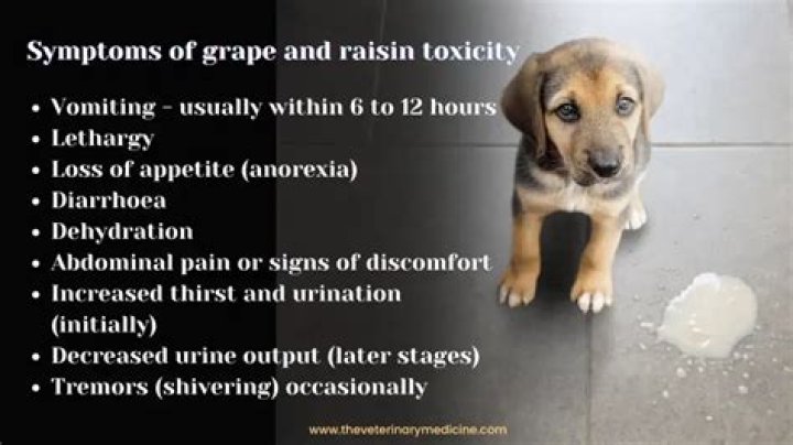Why are raisins toxic to dogs?