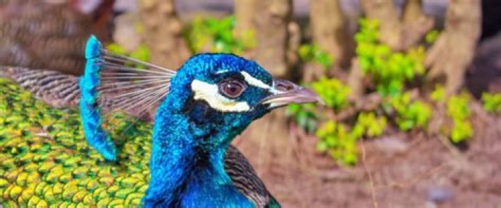 Why are there so many Romanian orphans?