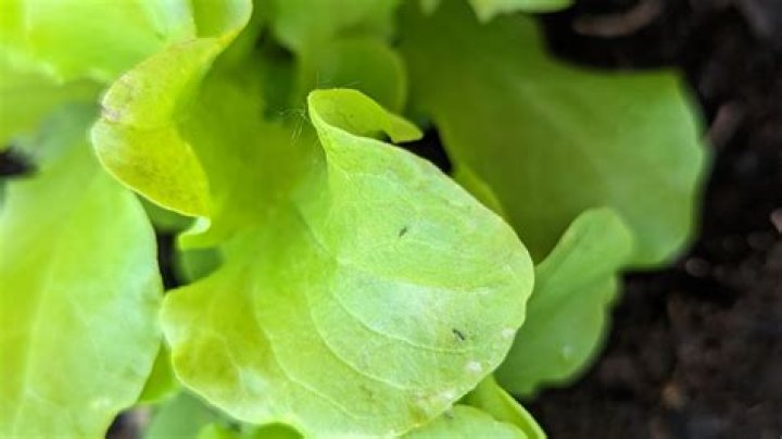Why are wasps on my lettuce?