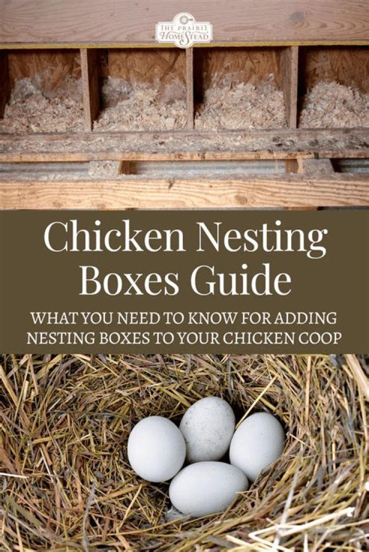 Why aren't my chickens laying in their nesting boxes?