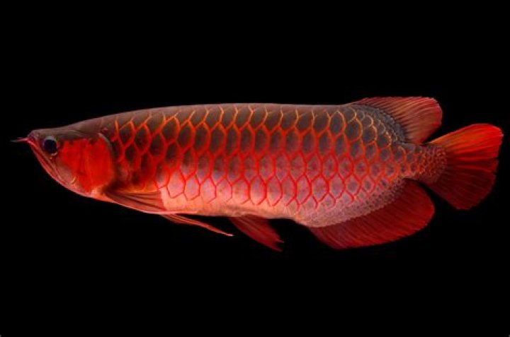 Why Arowana is so expensive?