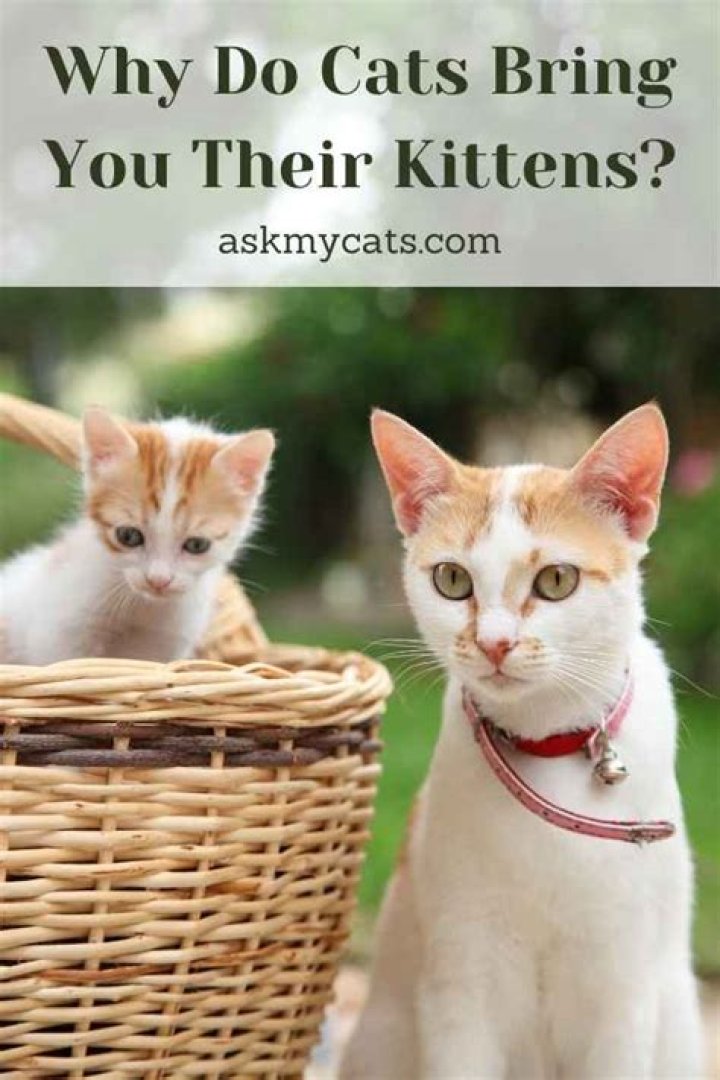 Why do cats bring you their kittens?