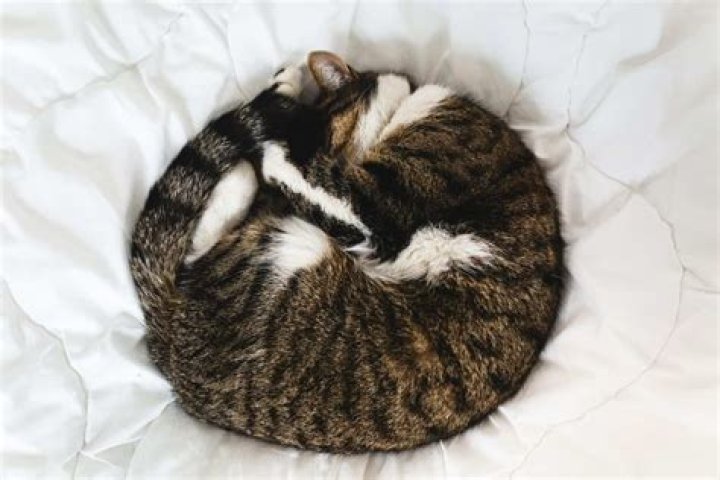 Why do cats circle before lying down?