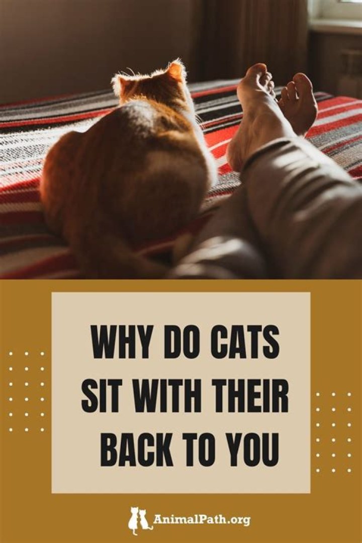 Why do cats put their back to you?