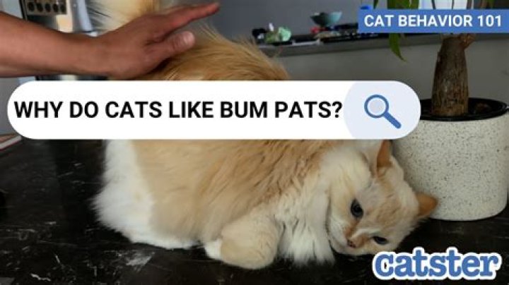 Why do cats wipe their bum on the floor?