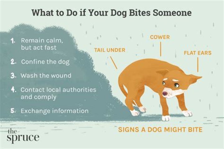 Why do dogs bite without warning?