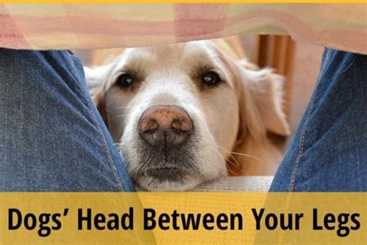 Why do dogs bury their nose between your legs?