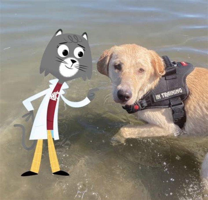 Why do dogs have smelly breath?