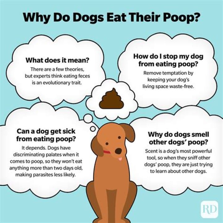 Why do dogs hold their poop?