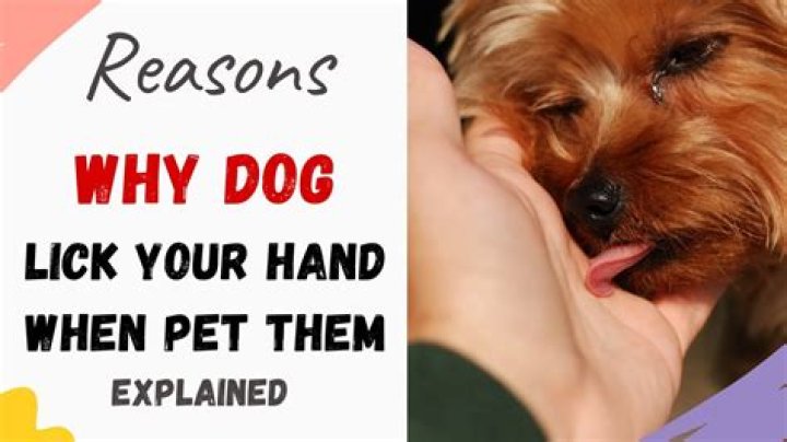 Why do dogs lick your hands when you pet them?
