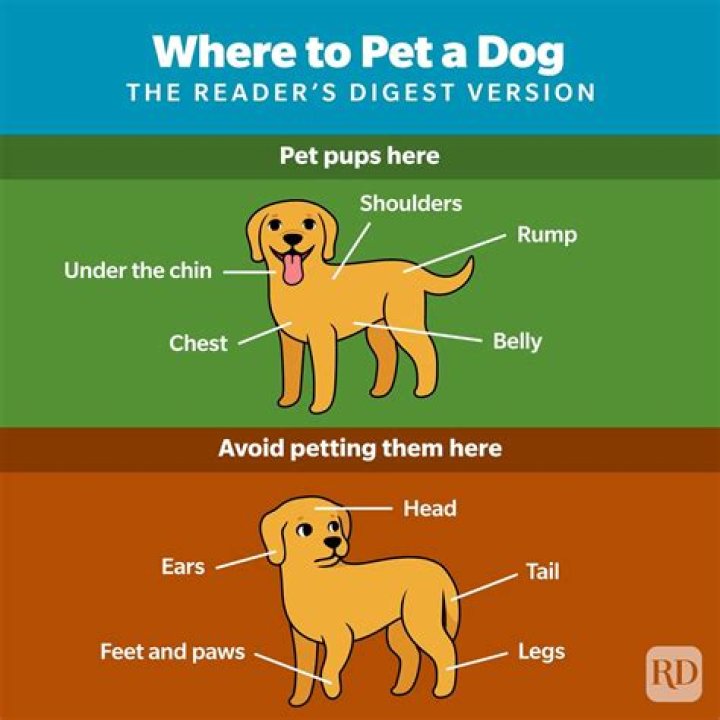Why do dogs like to stand between your legs?