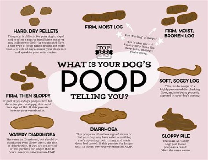 Why do dogs try to cover their poop?