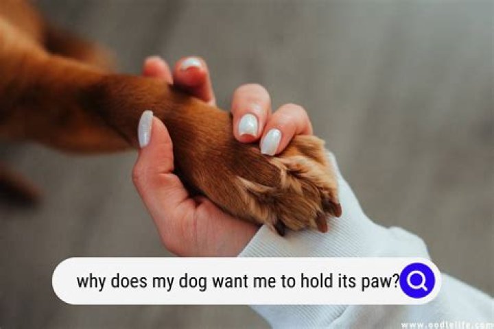 Why do dogs want to hold your hand?