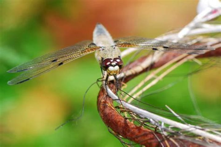 Why do dragonflies suddenly appear?