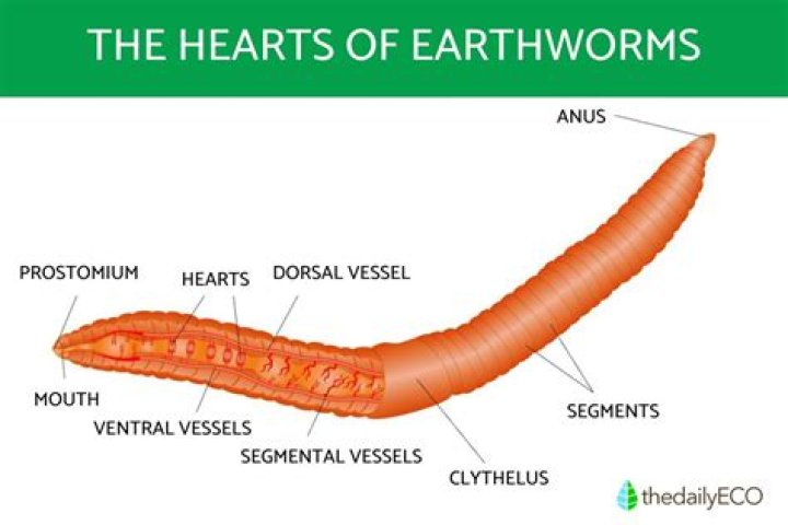 Why do earthworms have 5 hearts?
