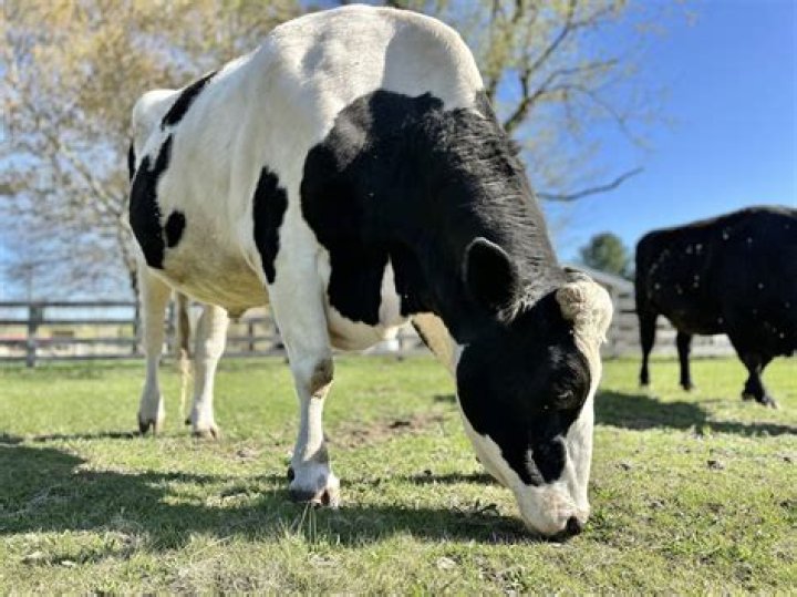 Why do farmers pull calves out?