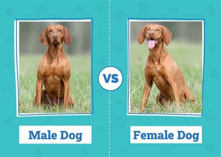 Why do female dogs keep male dogs away from puppies?