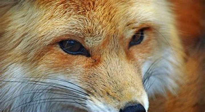 Why do foxes have cat eyes?