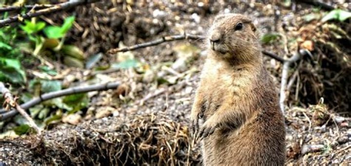 Why do gophers come to the surface?