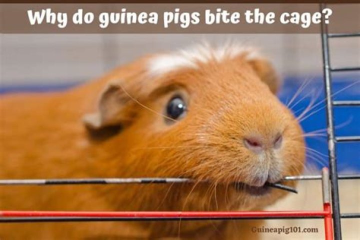 Why do guinea pigs bite the cage?