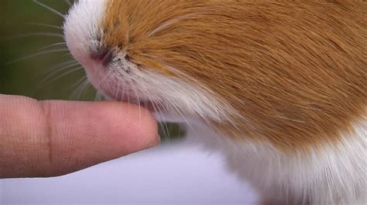 Why do guinea pigs lick your nose?