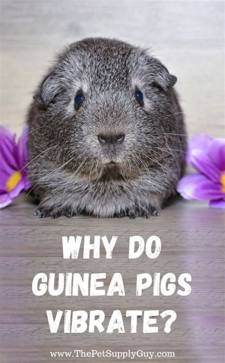 Why do guinea pigs vibrate?