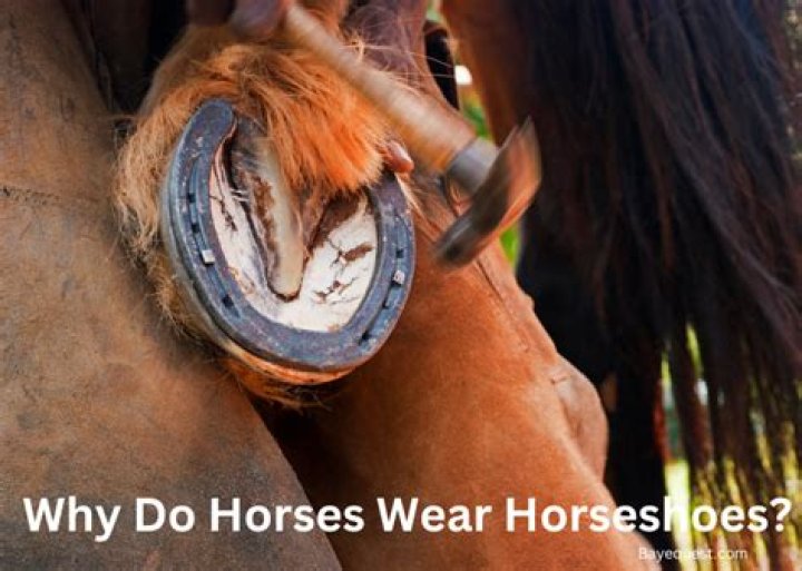 Why do horses tie up?