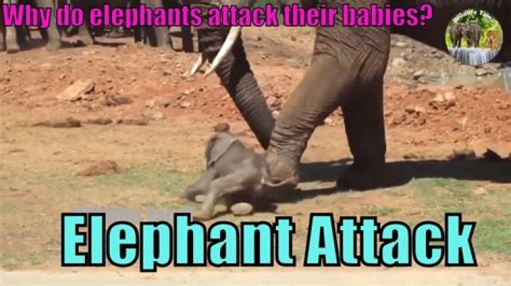 Why do male elephants throw baby elephants?
