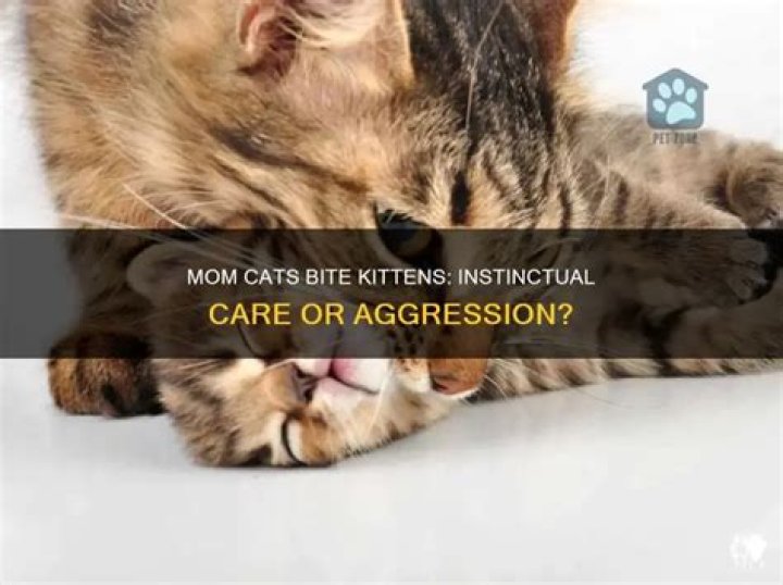 Why do Mom cats bite their kittens?
