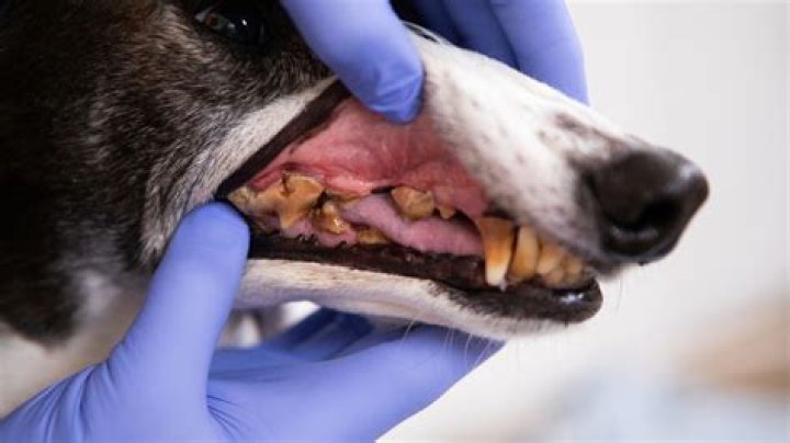 Why do my dogs teeth keep rotting?