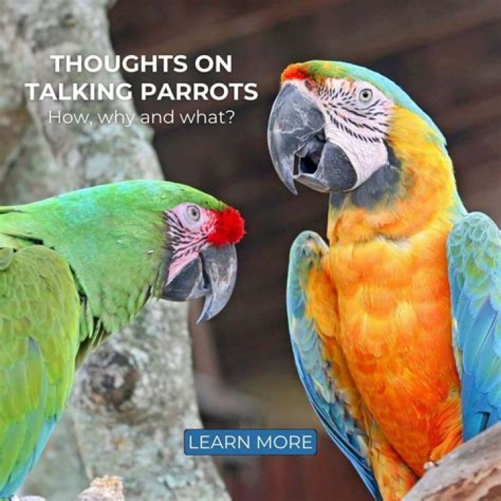 Why do parrots feathers fall out?