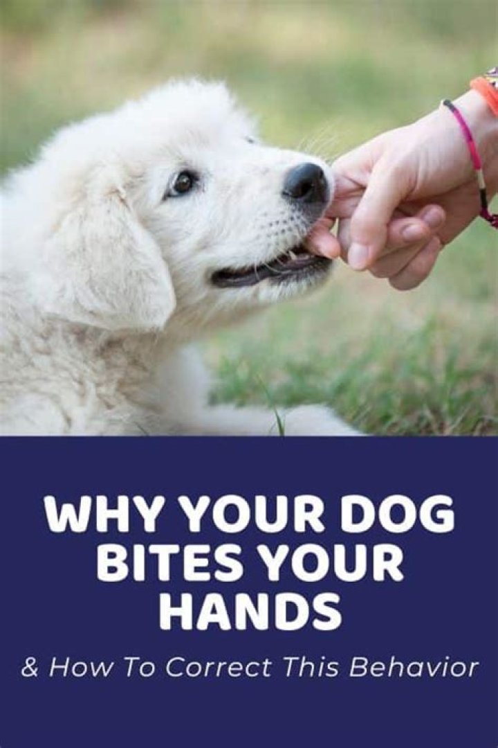 Why do puppies bite fingers?