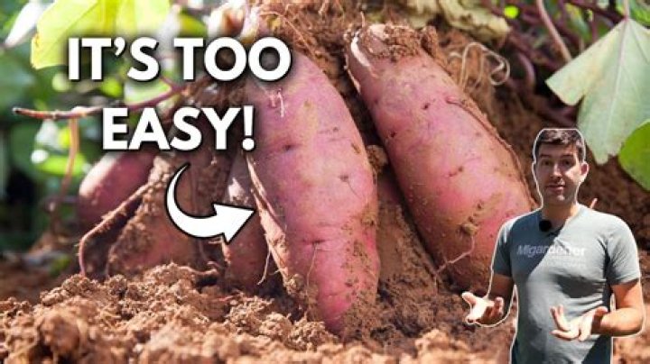 Why do sweet potatoes make you fart?