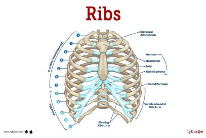 Why do we have ribs?