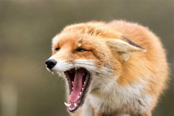Why does a fox cry at night?