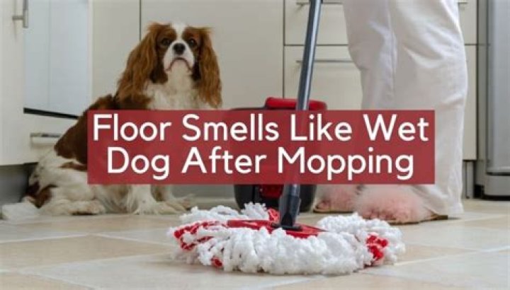 Why does my carpet smell like wet dog after shampooing?