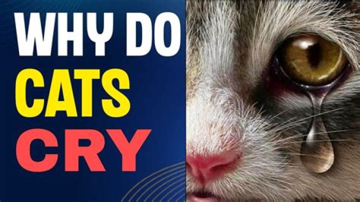 Why does my cat cry tears?