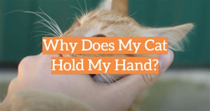 Why does my cat hold my hand?