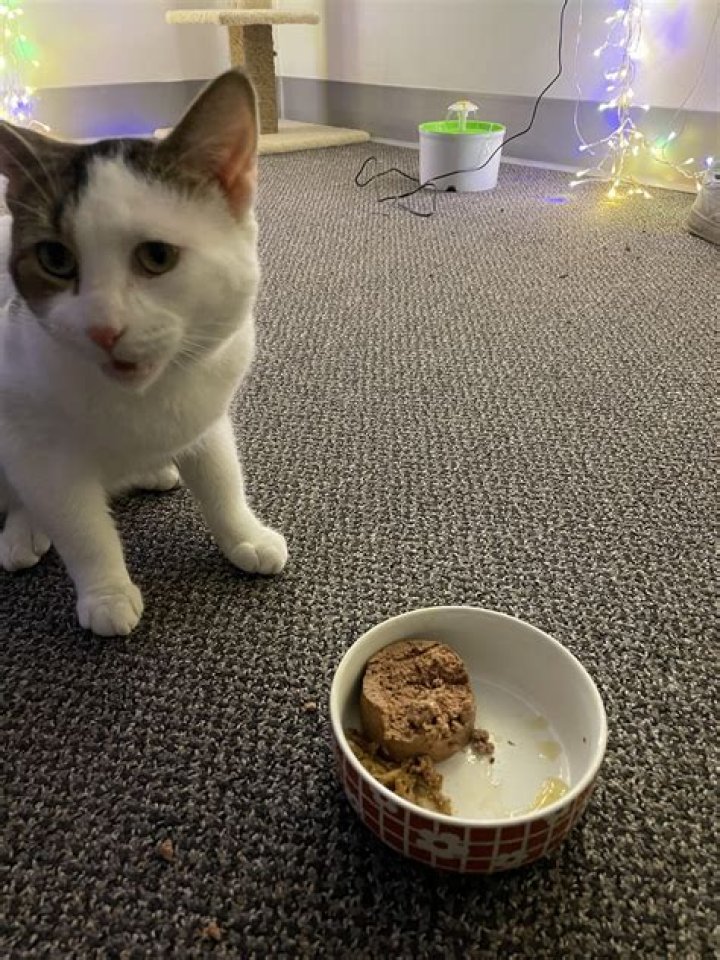 Why does my cat put his bum towards me?