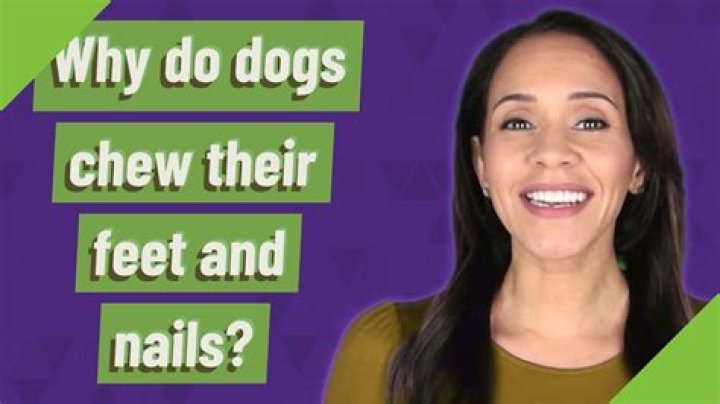 Why does my dog chew my nails?