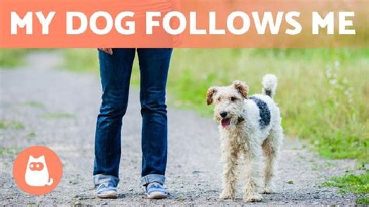 Why does my dog follow my wife and not me?