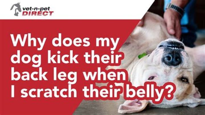 Why does my dog kick me with her back legs?