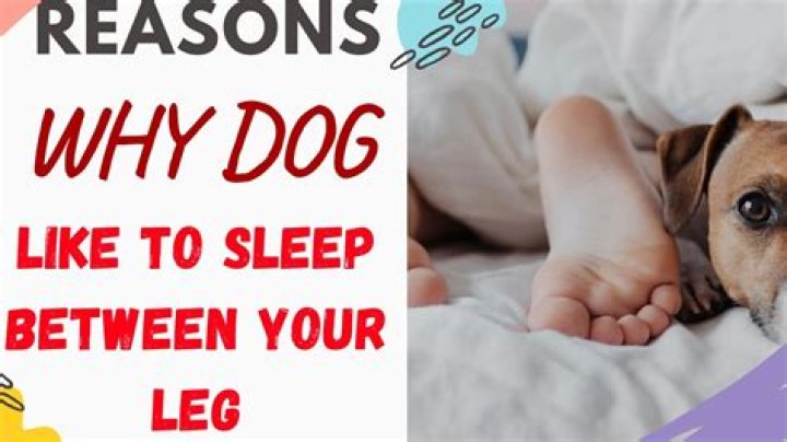 Why does my dog like to sleep between my legs?