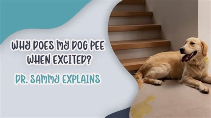 Why does my dog pee when I discipline?