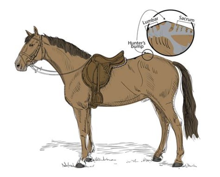 Why does my horse only want to lunge one way?